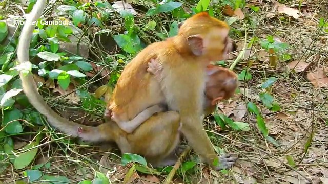 Little monkey steals catching orphan baby monkey