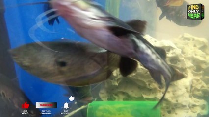 BEAUTIFUL FISH TANK 4 - ORNAMENTAL FISH