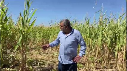 Uşak haberleri... Sivaslı Üretici, Tarsim'in Zararını Karşılamadığını İddia Etti: "Tarsim Yüzde 8'e Kadarlık Hasardan Kendisini Muaf Tutmuş"