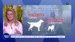 Vos animaux : Zoom sur les races de chiens qui vivent le plus longtemps !