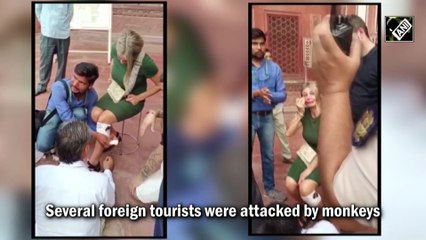 Monkey menace at Taj Mahal: Authorities fight back