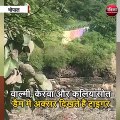 भोपाल (मप्र) : कलियासोत डैम के पास फिर दिखा टाइगर