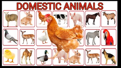 DOMESTIC ANIMALS NAME  Learn Domestic Animals Sounds and Names  Easy English Learning Process