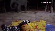 Uykusunda korkan yavru fil annesine böyle sığındı
