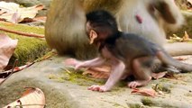 Sweet video! She falls in love and kisses the newborn monkey very very sweet