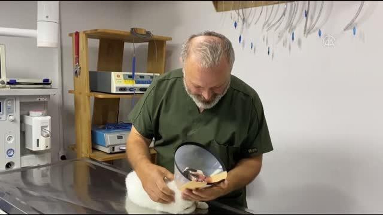 ZONGULDAK - Sokak kedisinin gözündeki tümör ameliyatla alındı