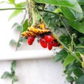 Black ant eat  yellow red fruit , Food Preferences of Ants