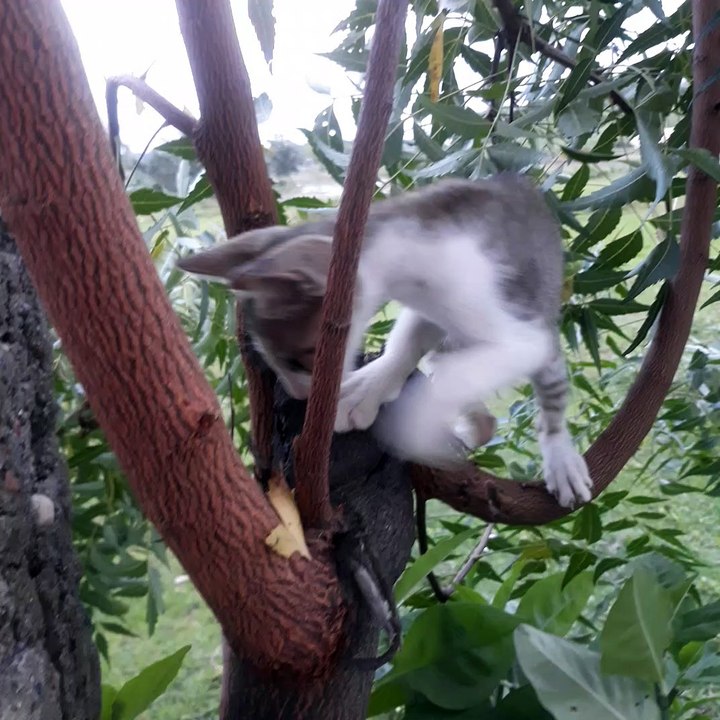 Cute funny  cat climbs down a tree ,cat trying to climb down tree