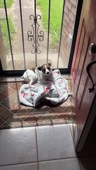 Princess protects the door