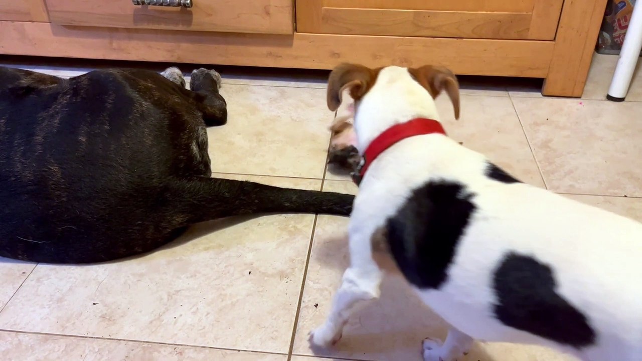 Kitten Plays With Dog's Wagging Tail