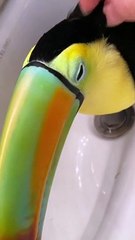 Toucan Purrs When Petted