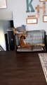 Boxer Pouts in His Kennel