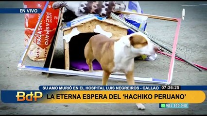 Lalo, el Hachiko peruano que espera a su dueño fallecido, se resiste a abandonar hospital Negreiros