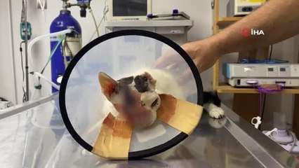 Göz yaşarması nedeniyle veterinere getirildi, gözünün biri alındı