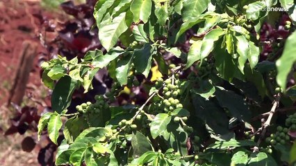 Сердце любит кофе