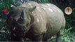 Rinoceronte mais raro do mundo ‘dá as caras’ para a câmera
