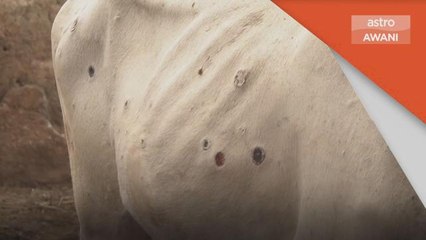 Penyakit LSD | Angka korban lembu di India hampiri 100,000 ekor