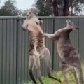 Kangaroos fighting