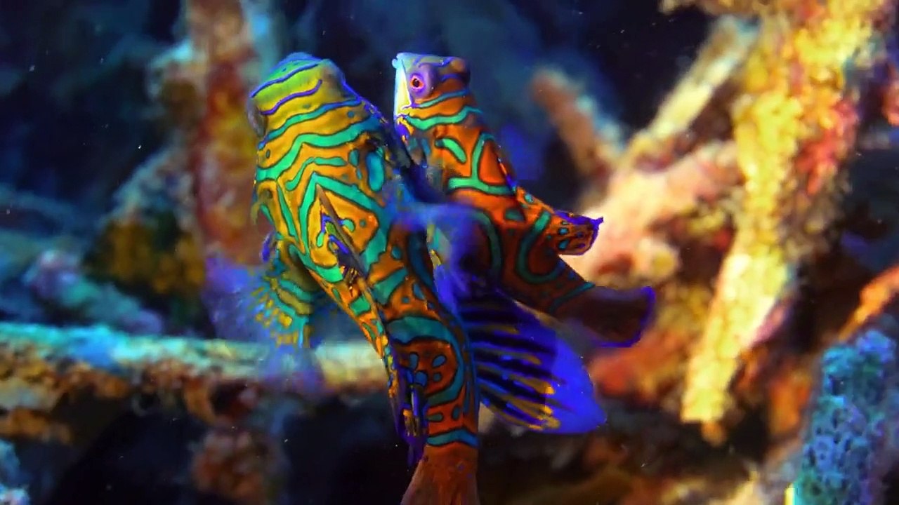 Verrückter Planet Staffel 1 Folge 12 HD Deutsch