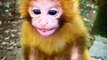 Cute Monkey Animal Shorts Videos 2022 _ So Pretty Little Monkeys Video _ Cute Animals Yt #shorts