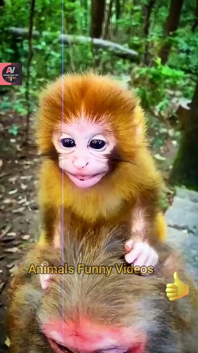 Cute Monkey Animal Shorts Videos 2022 _ So Pretty Little Monkeys Video _ Cute Animals Yt #shorts