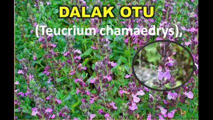Doğada Dalak Otu Nedir Faydaları (Teucrium chamaedrys)