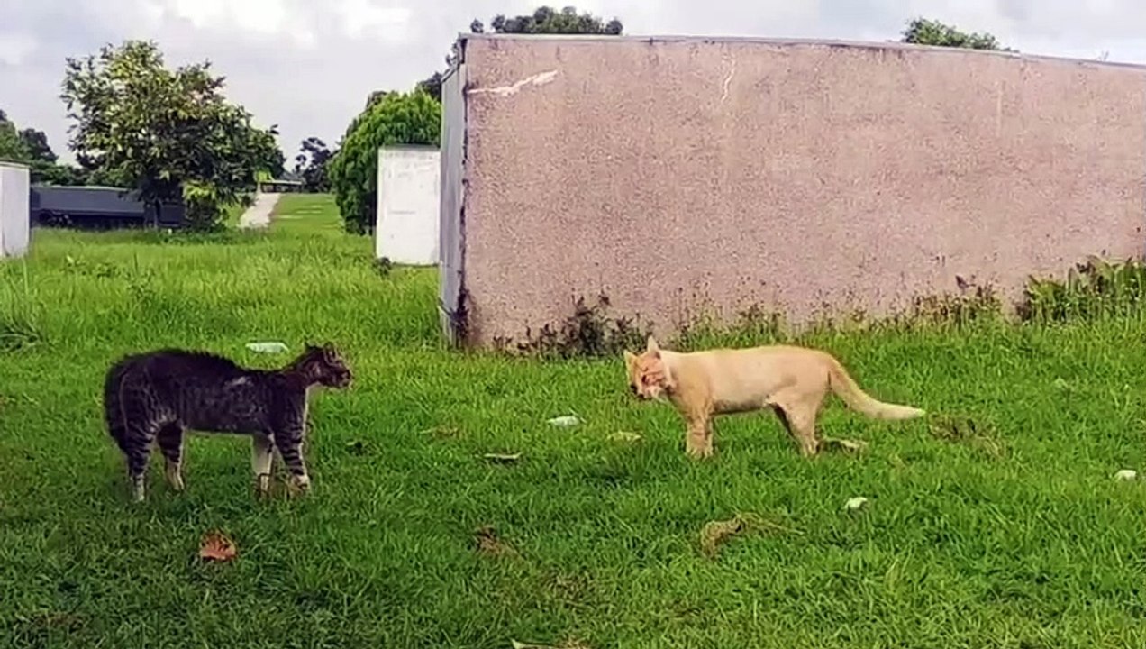 cat fighting