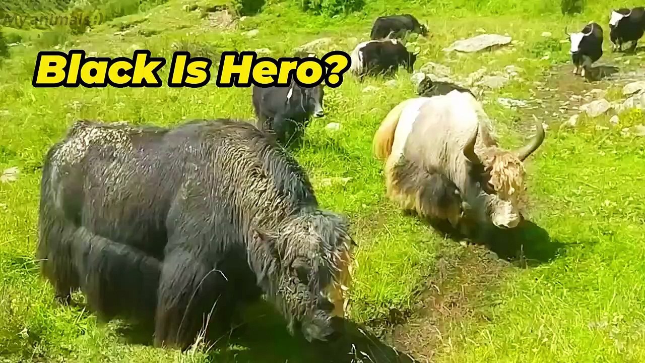 Yaks fighting for winnerAnimals fight !