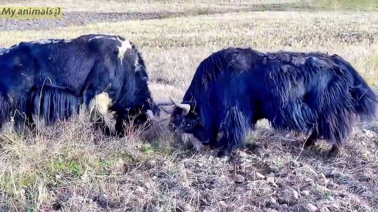 Yaks crazy fighting for winner   animals fighting #yaks