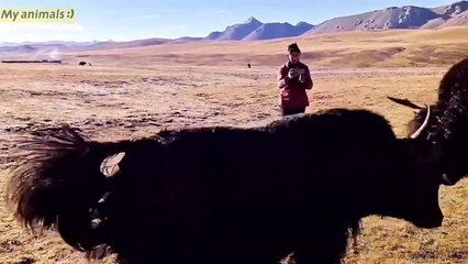 Yaks Crazy Fighting   animals fight   Tibetan Yak #yaks