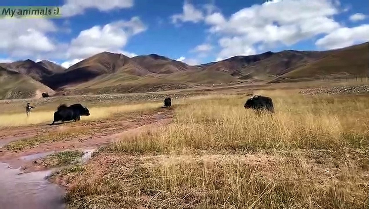 Yaks Crazy Fighting   animals fight #yaks  27 08 2022