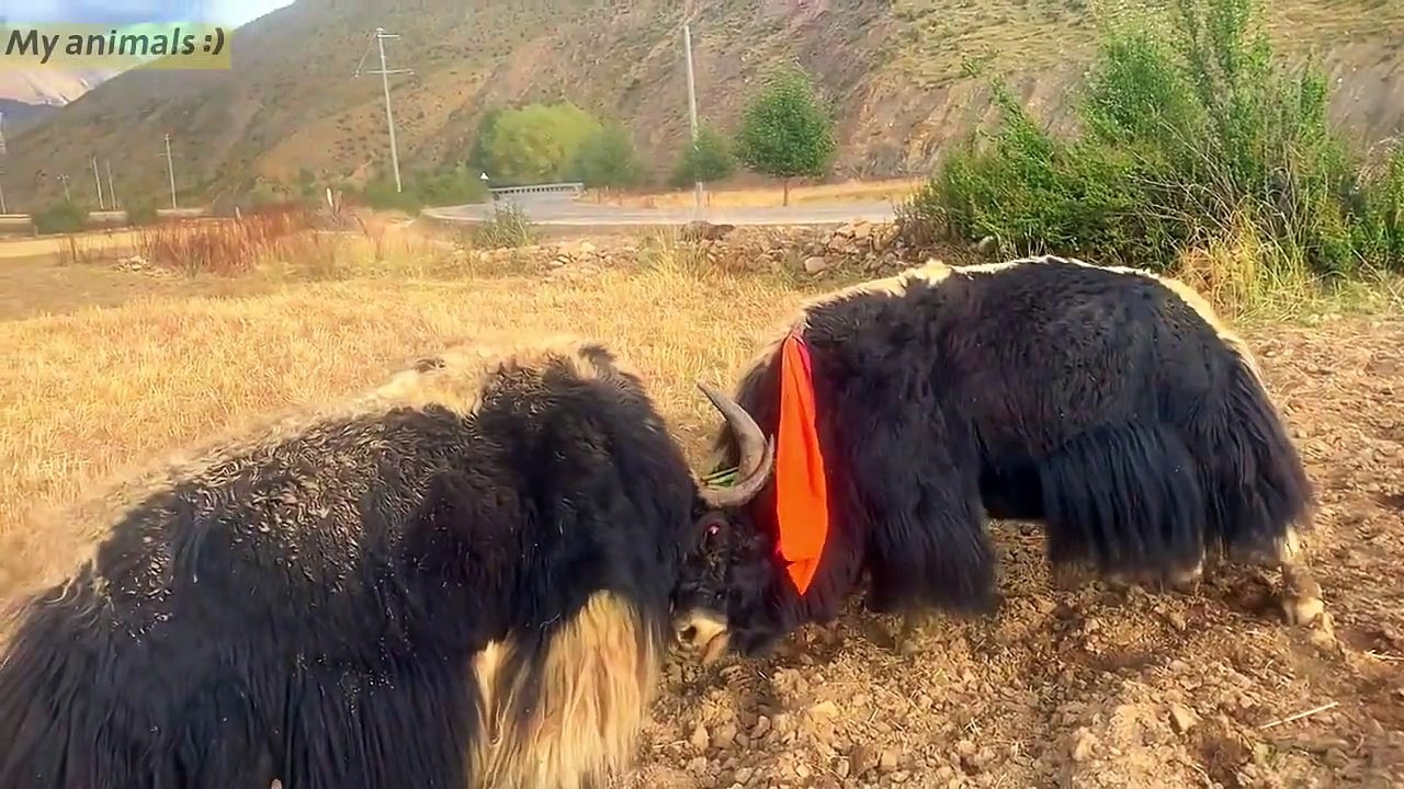 Yaks Fighting Videos 2022 Compilation! #01