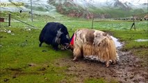 Yaks fighting for the king   animals fight #yaks