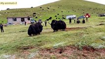 Yaks fighting for winner   animals fighting in Tibet China  #yaks