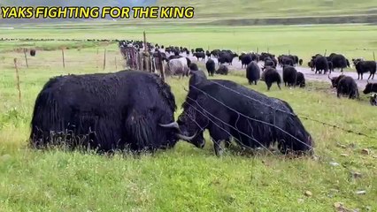 YAKS FIGHT FOR THE KING   yak crazy fighting
