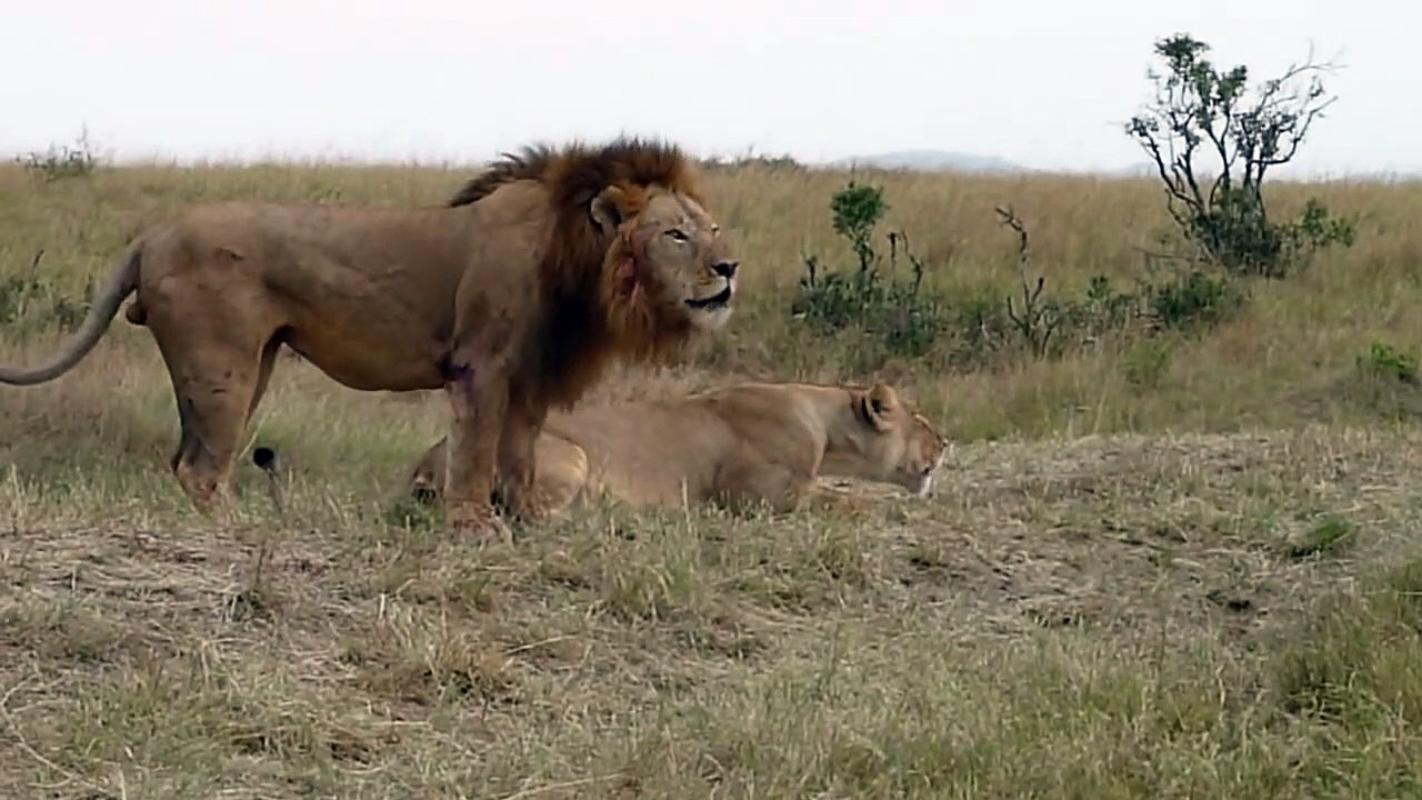 Lion Fight - Part IV