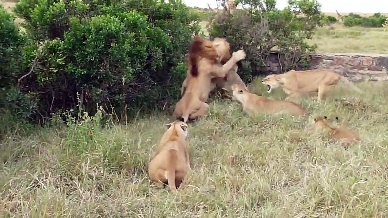 Lion Fight - Part I