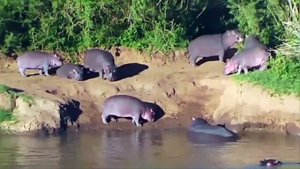 Terrible Power of Wide-Mouthed Hippo - Hippo Chews Cheetah's Head   Hippo vs Elephant, Cheetah