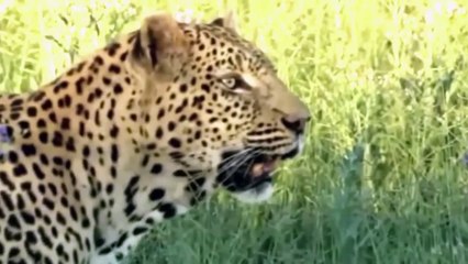 Angry Gazelle Rushes Take Down Cheetah With Horns To Save Baby   Leopard vs Porcupine, Antelope