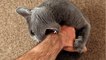 Did your cat suddenly bite you? Here is why