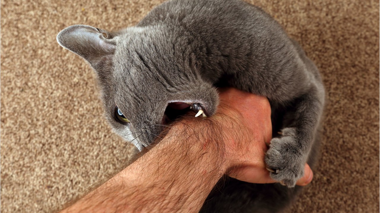 Did your cat suddenly bite you? Here is why