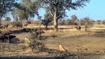 Lions are Killed by Their Prey - Lions Receives Fierce Attacks From The Buffalo Herd, Crocodile