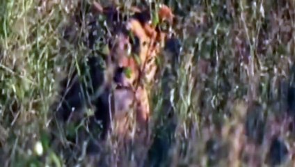 Mother Wildebeest Knocked Out King Lion With Their Horns To Save Her Baby - Lion vs Wildebeest