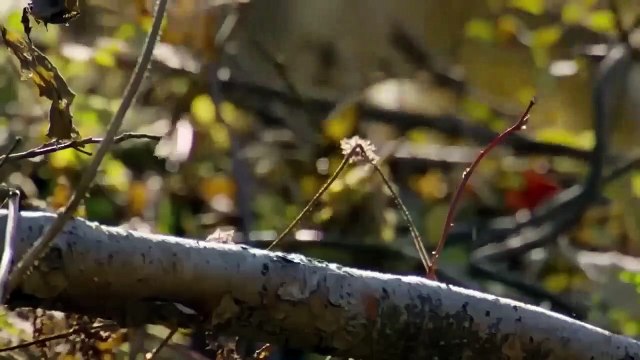 Gorilla Herd Take Down Lions To Rescue Baby Warthog After His Mom Panic Run Away – Baboon vs Lion