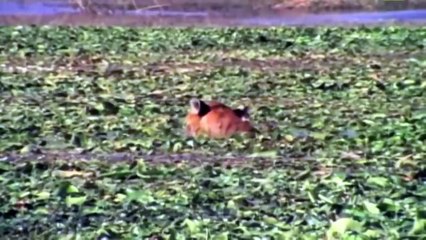 Python Too Aggressive! Big Cat Can't Escape of Giant Anaconda, Python vs Lion, Leopard, Monkey