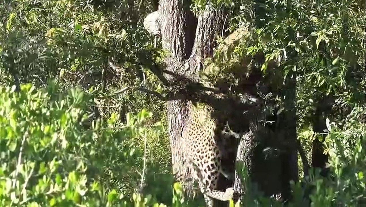 Leopard Hunt Baby Monkey Mother Panic Run Away, Gorilla Herd Come To Hero After Take Down Leopard