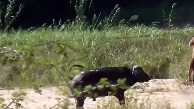 HUNTER BECOMES THE HUNTED Elephant Herd Take Down Lion To Rescue Buffalo - Lion vs Rhino, Buffalo