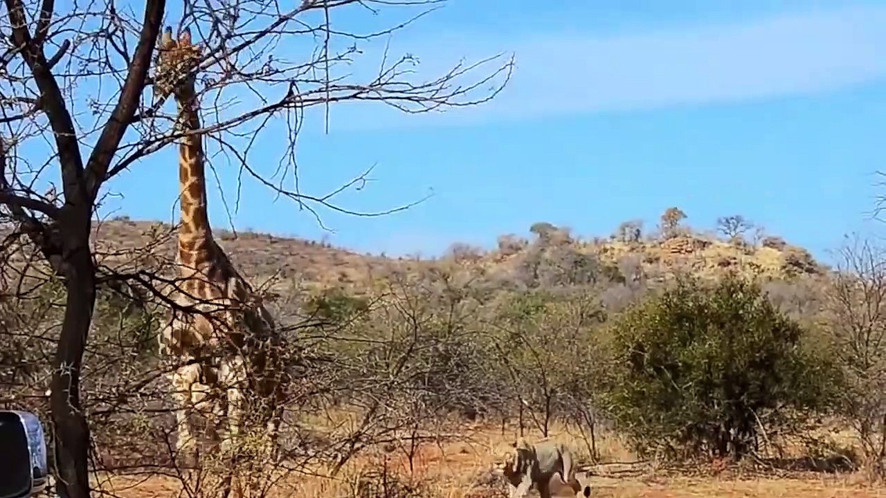Wildlife Brave Giraffe Kicks Lion Head To Save Baby - Power of LION In The Animal World But FAIL