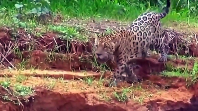 The CROCODILE, the Most Dangerous Animal in Swamp Crocodile vs Leopard, Lion, Giraffe, Eagle