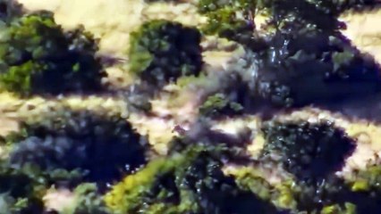 Top 10 Moments Mother Zebra Take Down Predator To Save Baby - Zebra vs Cheetah, Leopard, Lion, Hyena